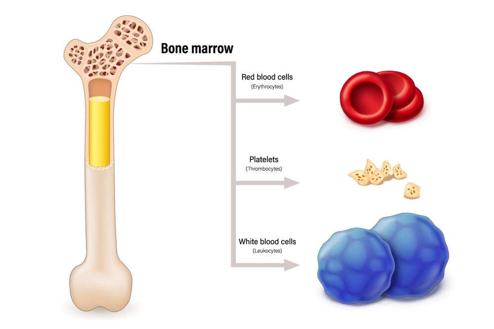 bone marrow